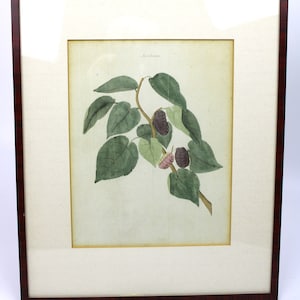 Antique botanical lithograph from the 18th century, framed