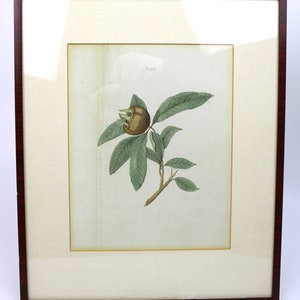 Antique botanical lithograph from the 18th century, framed