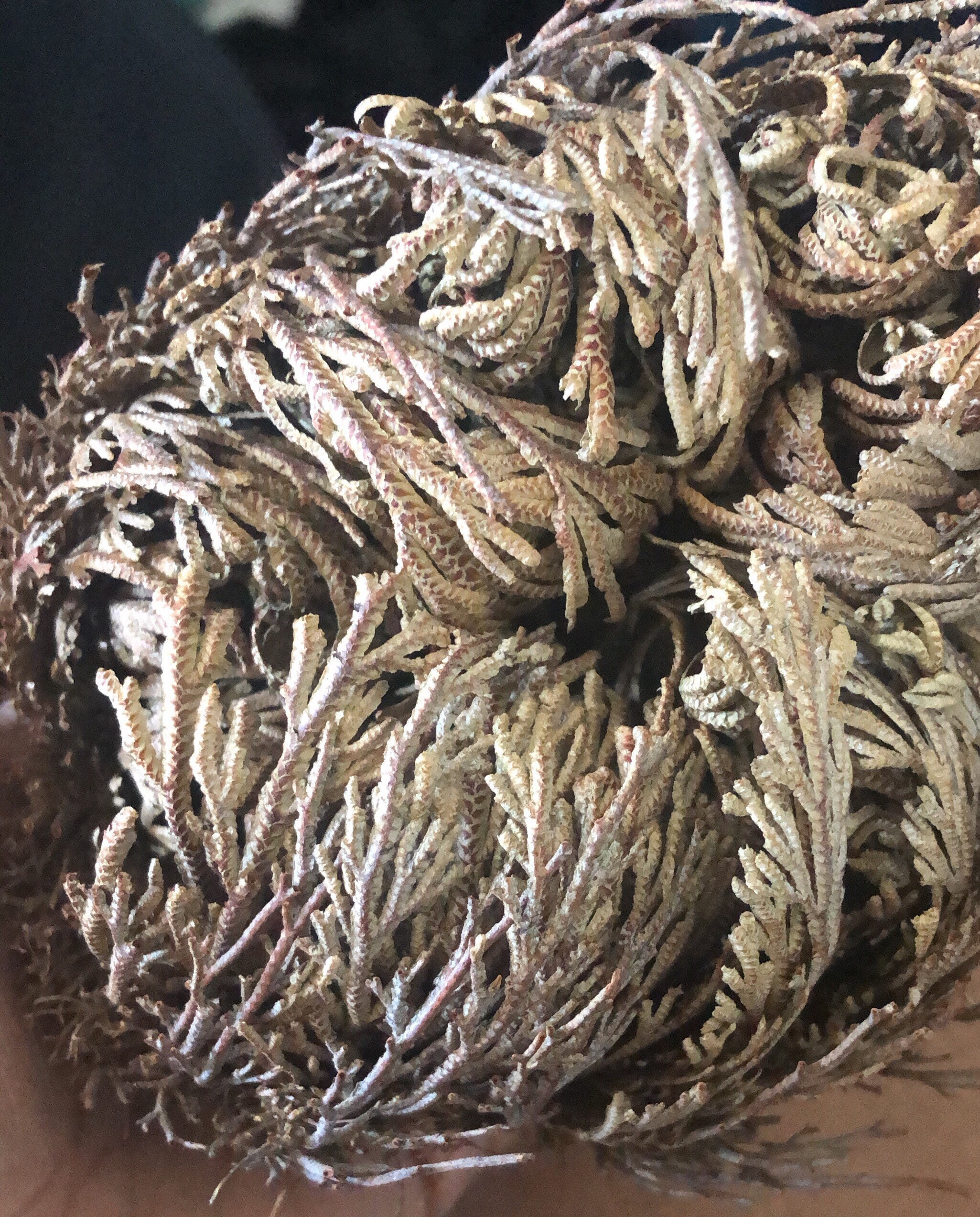 Rose of Jericho Plant Jericho Rose Resurrection Flower Etsy