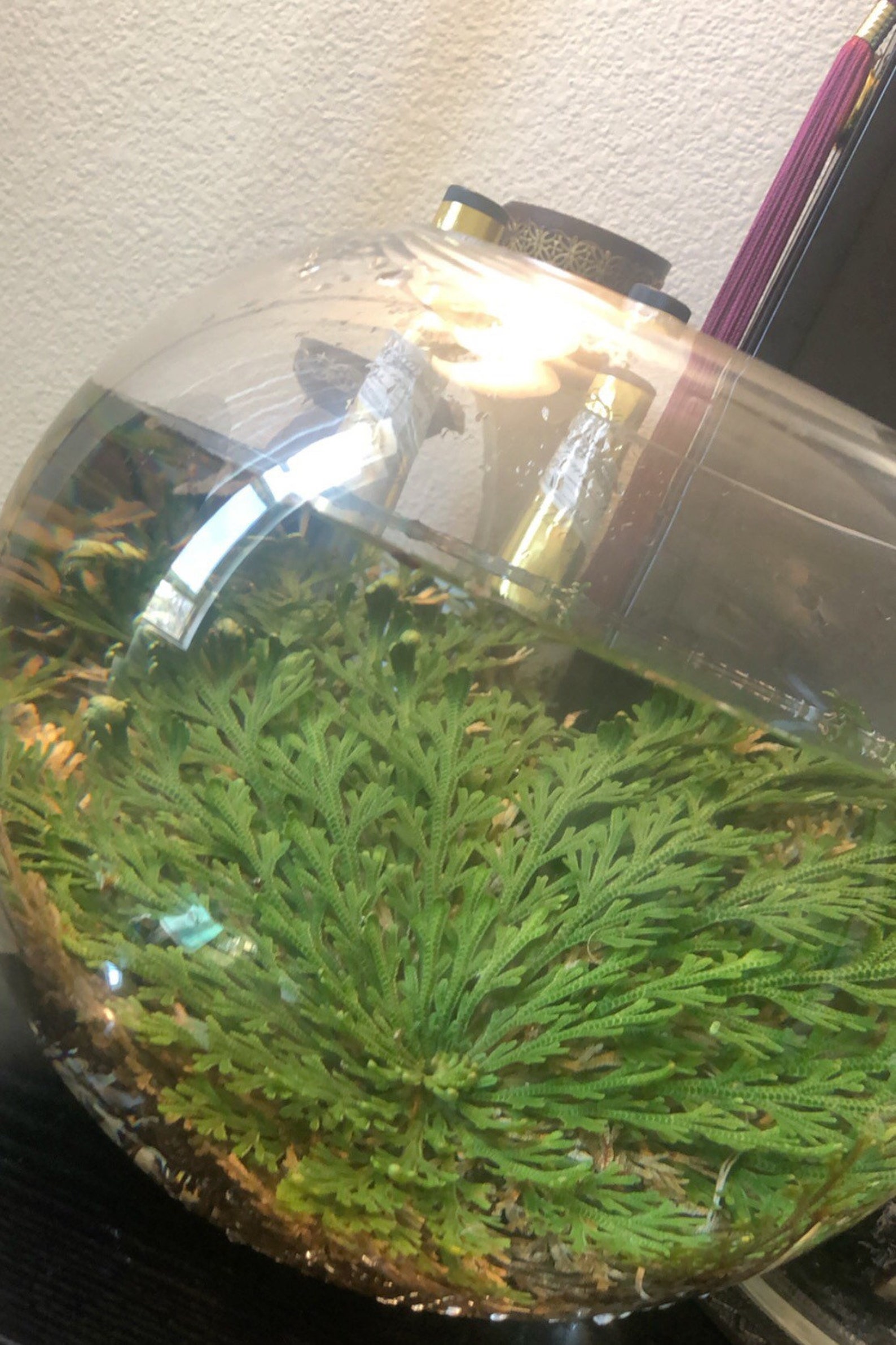 Rose of Jericho Plant Jericho Rose Resurrection Flower Etsy