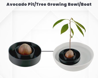 Avocado Tree Growing Bowl Pit Grower Boat Float Grow Your Own Heirloom DIY