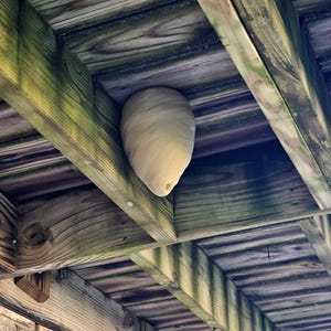 Wilbur’s Finest Decoy Wasp Hornet Nest