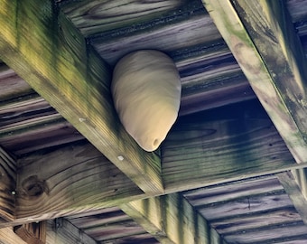 El mejor nido de avispas y avispones de Wilbur