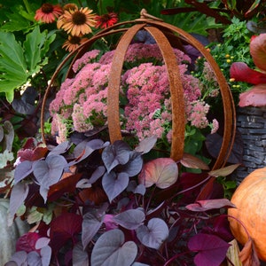May include: A rusty metal sphere cage with pink flowers inside, surrounded by purple heart-shaped leaves and a large gray pumpkin. A smaller orange pumpkin is in the background.