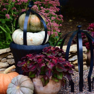 May include: Two black metal pumpkin cages, one with two pumpkins inside and the other empty, are placed in a garden setting. The pumpkins are white and green. The cages are decorative and have a round shape. The cages are placed on a stone wall and surrounded by plants.