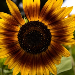 Sonnenblume 1