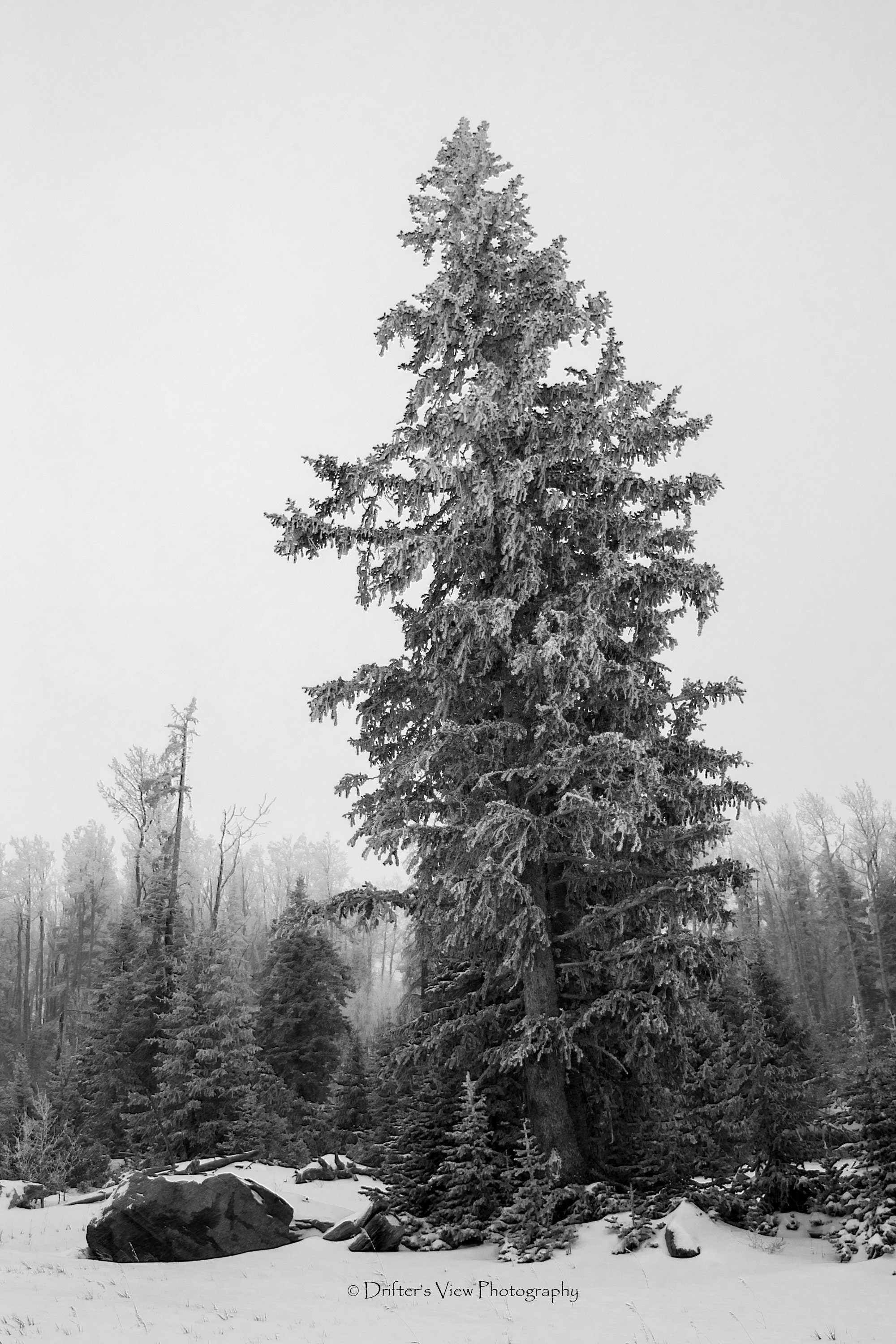 Cedar Breaks Black and White Photograph Winter Photograph Etsy UK