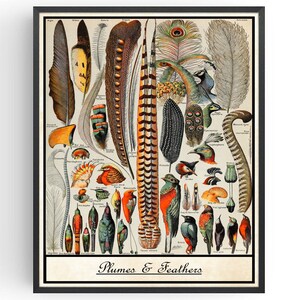 Op de afbeelding: Een vintage illustratie van verschillende vogelveren en pluimen. De afbeelding toont een verscheidenheid aan kleuren en patronen, waaronder rood, groen, blauw en geel. De tekst "Plumes & Feathers" is onderaan de afbeelding gedrukt.