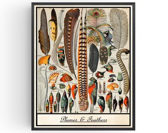 Vintage Feathers Print Adolphe Millot Birds Wall Art Nature Poster Botany Illustrations Plumes