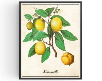Lemons Flowers Plants Fruit Limoncello Botanical Art Botany Illustrations Vintage Prints
