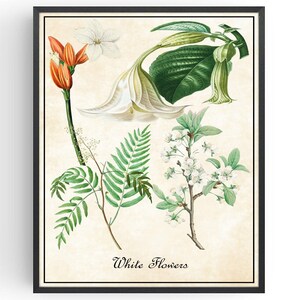 May include: A vintage botanical illustration featuring white flowers, green leaves, and a fern. The illustration is framed in black and has the text "White Flowers" at the bottom.