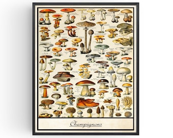May include: A vintage botanical illustration of various types of mushrooms. The image features a detailed depiction of different mushroom species, including their caps, stems, and gills. The illustration is labeled with the French word "Champignons" at the bottom.