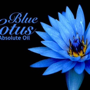 Blue Lotus - 100% Absolute Oil