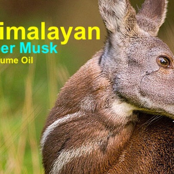 Himalayan Deer Musk - Oil Perfume - Made From Pure DM Grains.