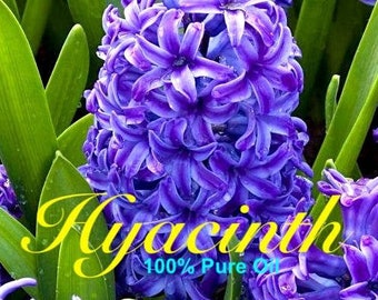 Puede incluir: Primer plano de un grupo de flores de jacinto de color púrpura vibrante con hojas verdes. El texto "Hyacinth 100% Pure Oil" es visible en la imagen.