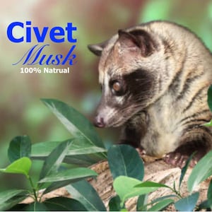 Civet oil perfume hot sale