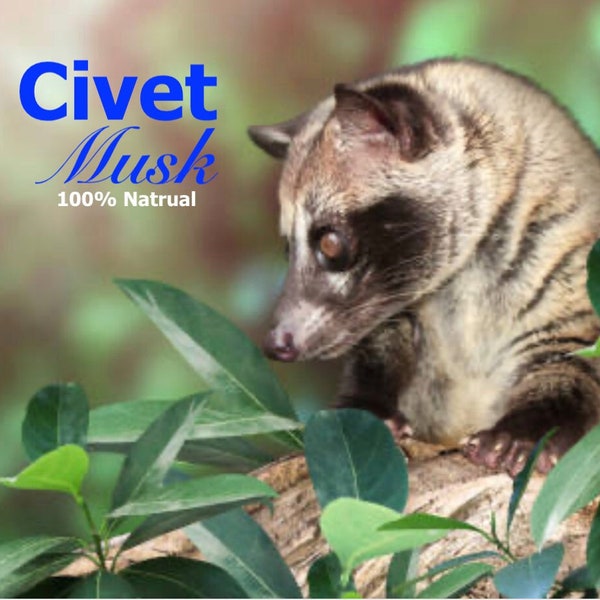 Civet Musk -100% Pure Civet Perfume Oil (2022)