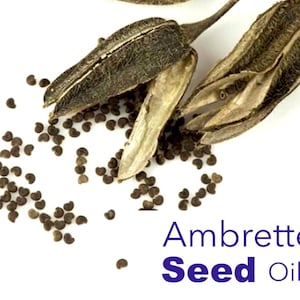 Ambrette Pod Ambrette Seed Oil - 100% Pure Steam Distilled - Etsy Australia