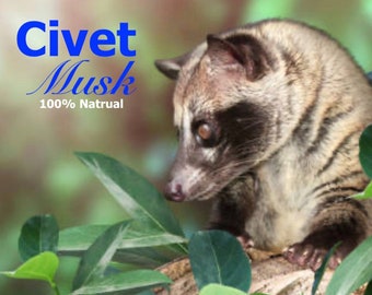 Civet Musk -100% Pure Civet Perfume Oil (2022)