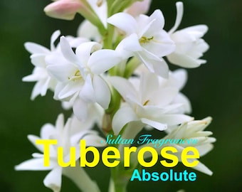 Könnte beinhalten: Nahaufnahme von weißen Tuberose-Blüten mit einem grünen Stiel. Der Text "Sultan Fragrances Tuberose Absolute" ist im Bild sichtbar.