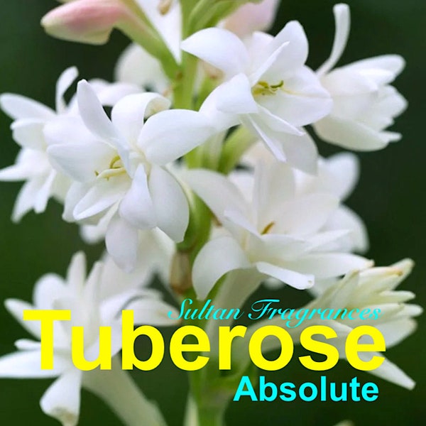 Tuberose - 100% Pure Absolute Oil