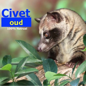 Civet Oud - 100% Natural Oil Perfume