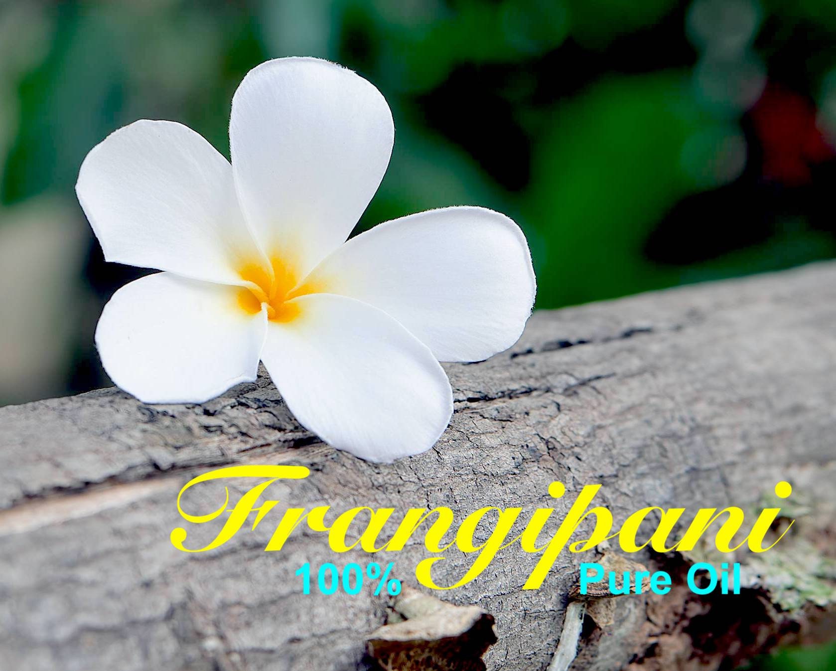 Frangipani - 100% Absolute Oil