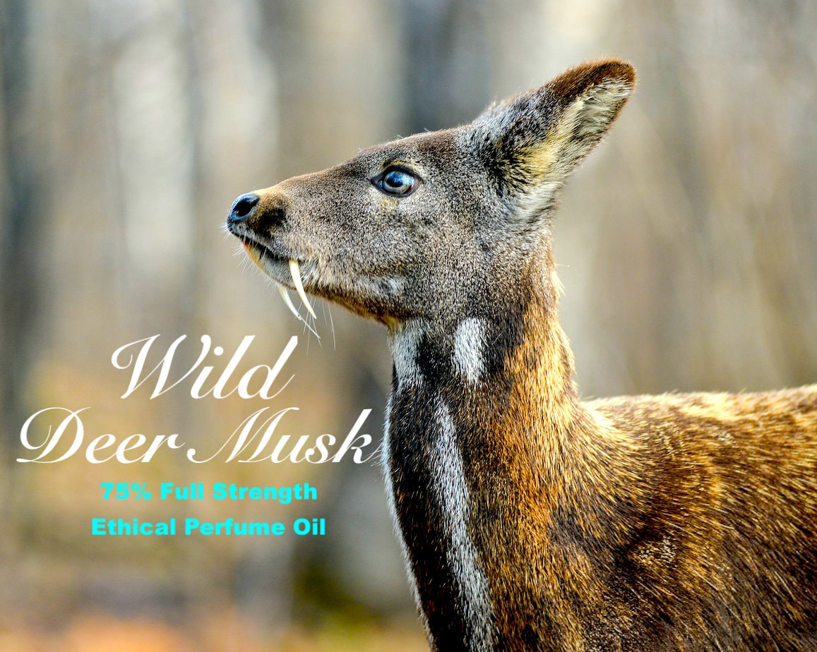 Wild Deer Musk Perfume Oil Made from Real Deer Musk Pods 75 Etsy