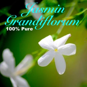 Jasmin Grandiflorum (Spanish Jasmin) - Pure Perfume Oil