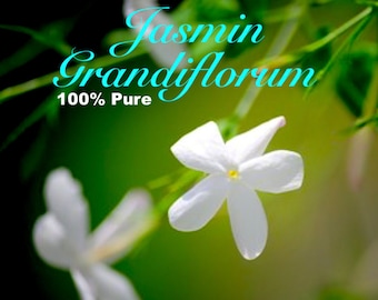 Puede incluir: Primer plano de flores blancas de jazmín con follaje verde en el fondo. El texto "Jasmin Grandiflorum 100% Pure" es visible en la imagen.