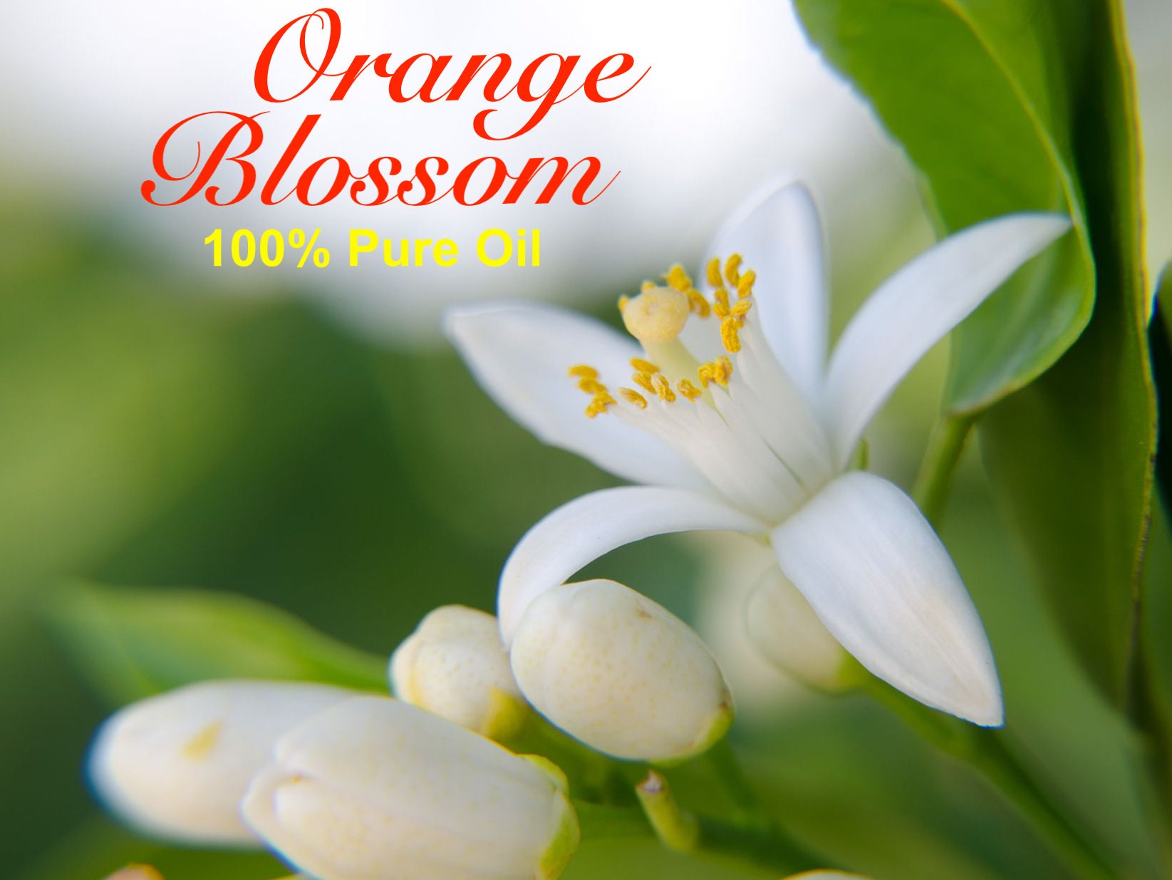 Orange Blossom Absolute Essential Oil Etsy Canada