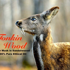 Deer Musk - Tonkin Wood -100% Pure Perfume Oil - Made From Pure DM Grains