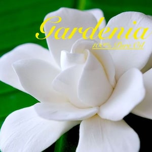 Gardenia Absolute - 100% Pure Premium Oil