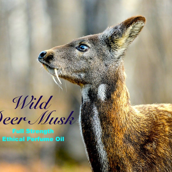 Wild Deer Musk - Olieparfum - Gemaakt van pure DM-granen.