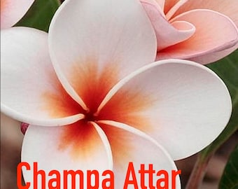 Puede incluir: Primer plano de una flor de frangipani blanca y naranja con el texto "Champa Attar" debajo.