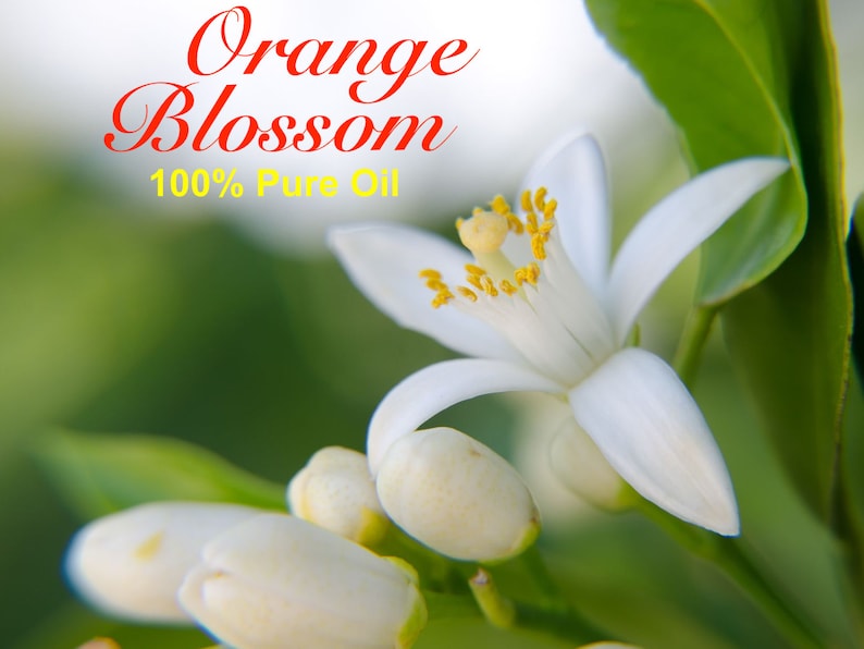 May include: A close-up of a white orange blossom with yellow pollen. The blossom is in focus, while the other buds are out of focus. The text "Orange Blossom 100% Pure Oil" is visible at the top of the image.