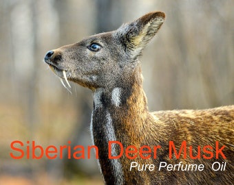 Almizcle de ciervo siberiano - Aceite de perfume - Hecho de granos puros de DM (Lote: 2022)