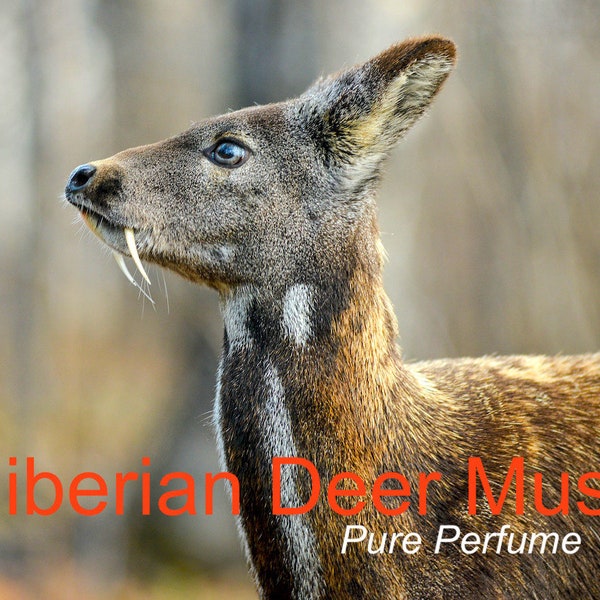 Siberian Deer Musk - Perfume Oil - Made From Pure DM Grains (Batch: 2022)