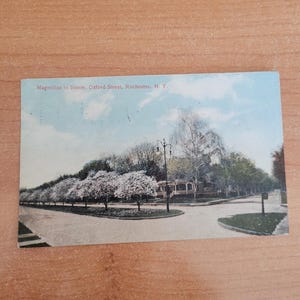 Magnolias In Bloom Oxford St Rochester NY Vintage Postcard
