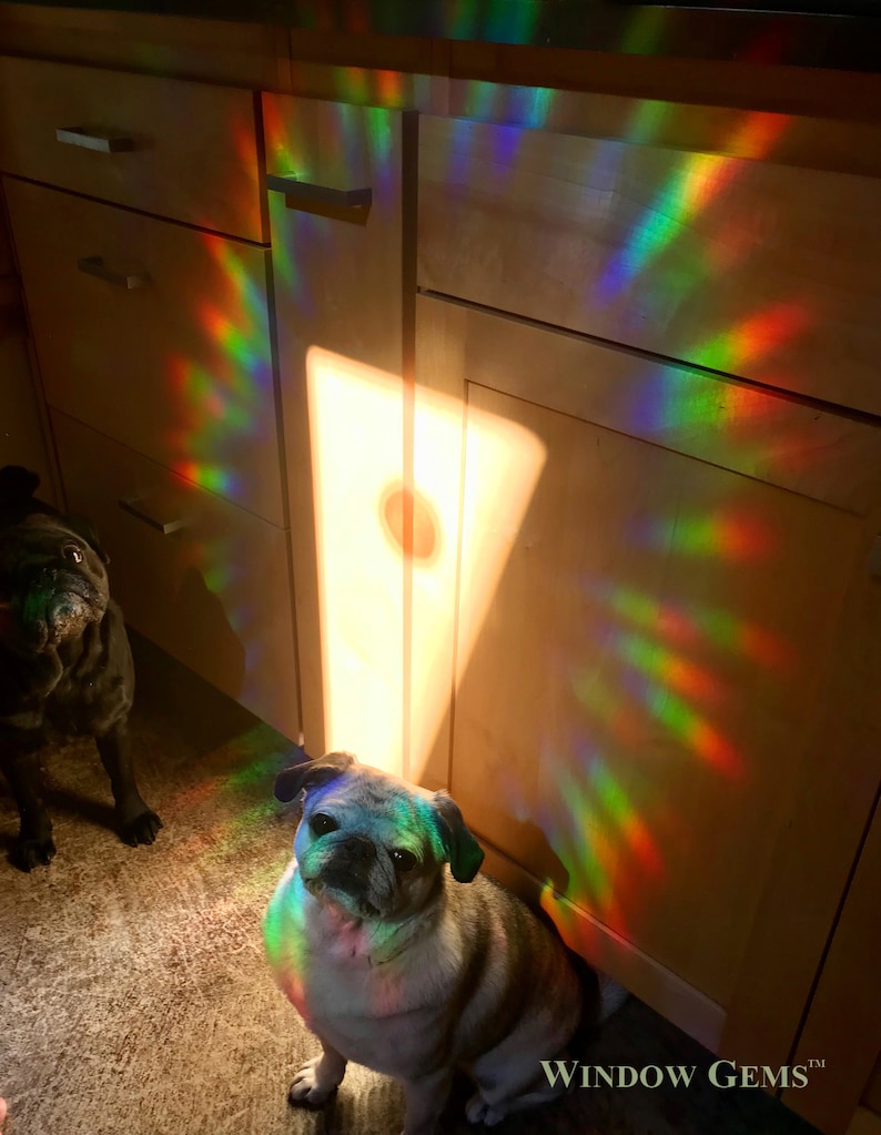 May include: Two pugs, one brown and one gray, sit in a kitchen with a rainbow prism hanging in the window. The prism casts a rainbow pattern on the cabinets and floor. The text "WINDOW GEMS&trade;" is visible in the bottom right corner of the image.