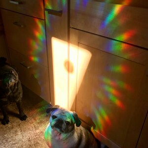 May include: Two pugs, one brown and one gray, sit in a kitchen with a rainbow prism hanging in the window. The prism casts a rainbow pattern on the cabinets and floor. The text "WINDOW GEMS&trade;" is visible in the lower right corner of the image.