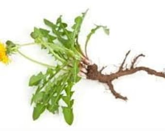 Dandelion Root