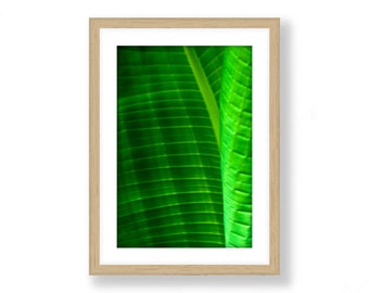 Tropical Plant Photo