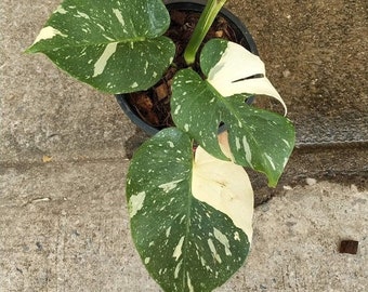 House Plant 783-A302 Stencil