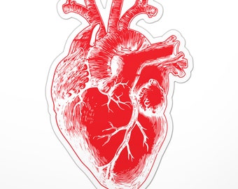 Anatomical Heart Sticker (Doctor, Nurse, Medical, Medicine, Correct, Life Like)