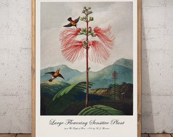 Vintage bird print / Botanical wall art / Tropical flower art / Hummingbirds oil Painting / PRINTABLE animal print / Digital Download #027
