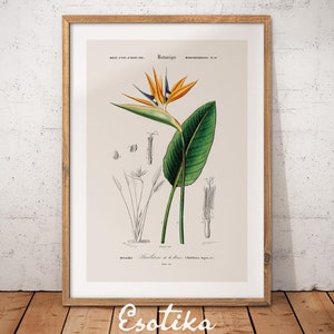 Ave del paraíso, flor de Strelitzia / arte mural de plantas tropicales / dibujo botánico antiguo / DESCARGA DIGITAL VINTAGE n.° 380