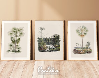 Tropical palm trees gallery wall / set of 3 vintage botanical drawings / PRINTABLE green jungle print / digital download #071s