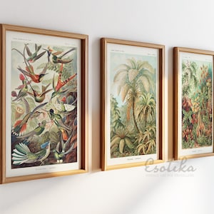 Ernst Haeckel prints / Tropical gallery set of 3 prints / PRINTABLE Vintage Jungle print / Palm tree art / digital download #11-set