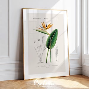 Impresión de ave del paraíso / Flor de strelitzia / Decoración de habitación tropical / Arte mural de plantas botánicas / Dibujo antiguo vintage / PÓSTER impreso n.° 380